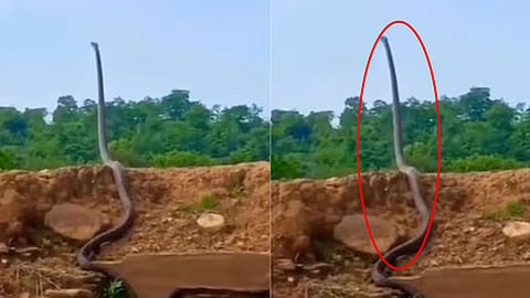 Shocking-You-would-not-have-seen-such-a-sight,-King-Cobra-standing-in-the-air,-you-will-be-stunned-after-watching-the-video