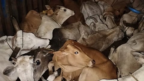 Illegal smuggling of cattle, goods worth 13 lakh seized