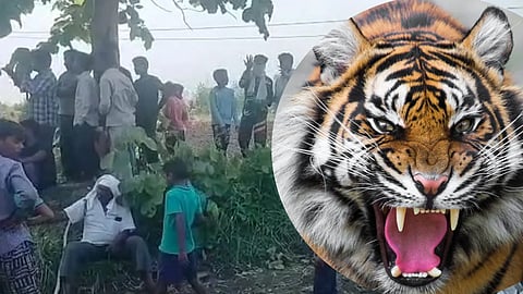 Youth injured in tiger attack, Hrithik's life saved by the cries of farmers