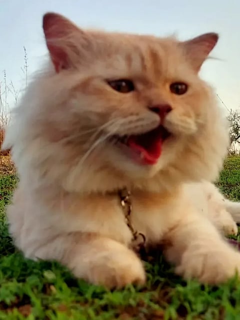 Simba