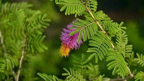 shami-plant