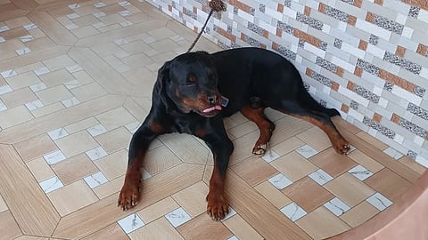 5 janbh dog