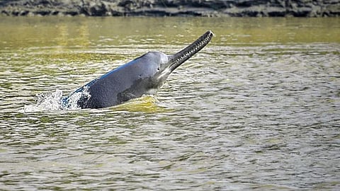 Ganges dolphin, World Wide Fund for Nature, Wildlife Institute of India, Ghaghra River, Sharda Canal UP