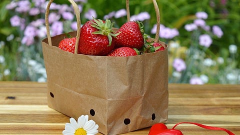 Paper Bag Day 2024, Enviornment Free
