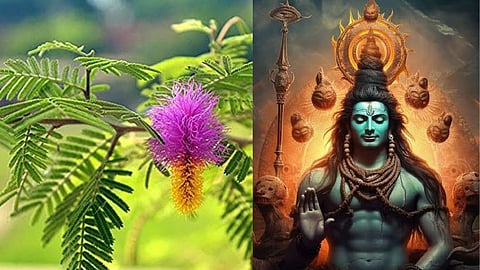 Shami plant, Jyotish