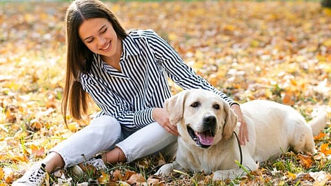 pet Dog, International Pet Dog Day 2024