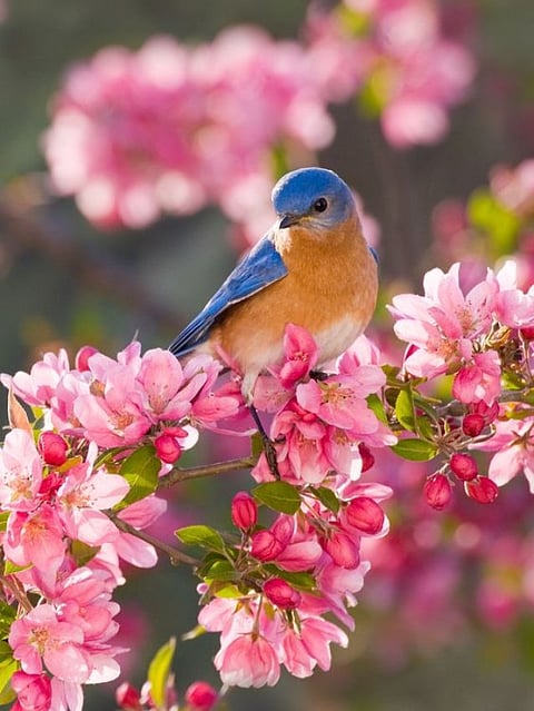 Bird (4)