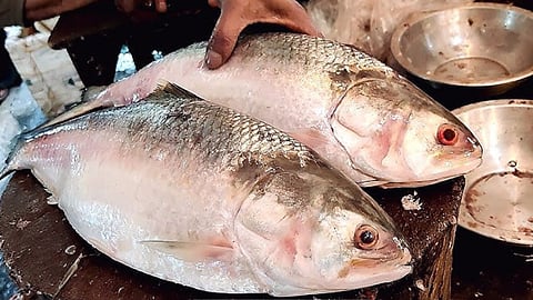 दुर्गा पूजा से पहले पश्चिम बंगाल में पहुंची बांग्लादेशी 'पद्मा हिल्सा' की पहली खेप, बंगाली हैं इस मछली के दिवाने