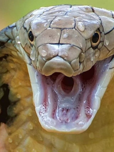 King Cobra (3)