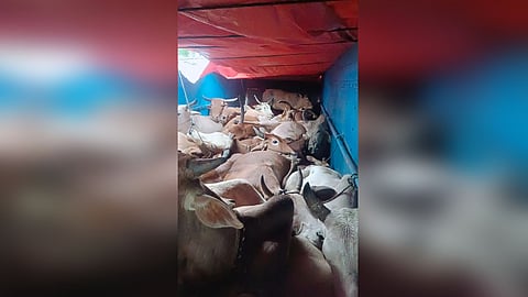 trucks of cattle theft caught in Yavatmal