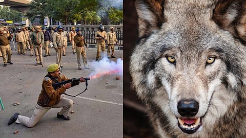 बहराइच में भेड़ियों का खौफ, शूटरों की टीम तैनात, जरूरत पड़ने पर गोली मारने के निर्देश