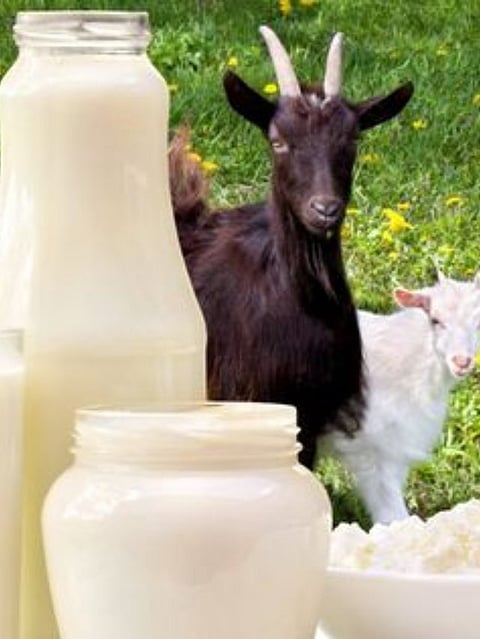 Goat milk (2)