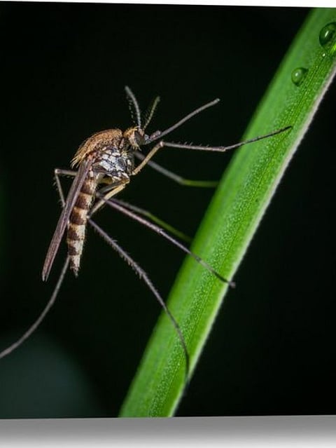 Mosquitoes (3)