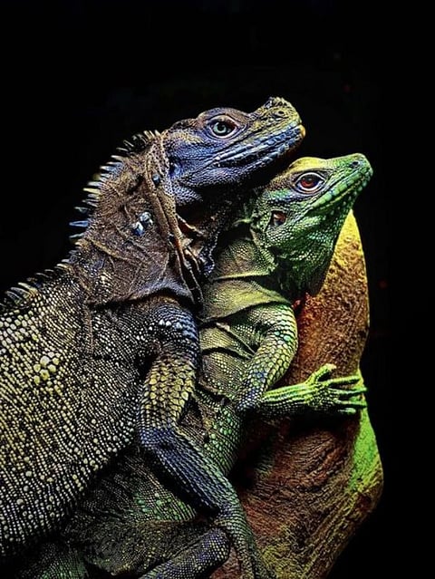 Sailfin Dragon