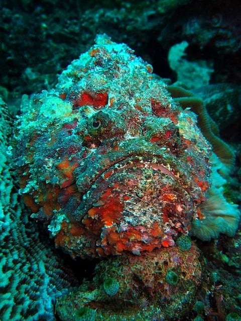 Stone Fish