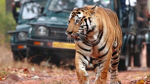दीपावली की छुट्टी पर ताड़ोबा फुल, लगातार छुट्टियों के चलते पर्यटकों ने की एडवांस बुकिंग