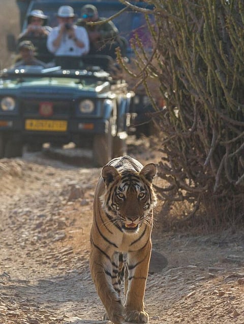 best place for jungle safari in India