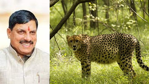 कूनो में गूंजेगी किलकारी