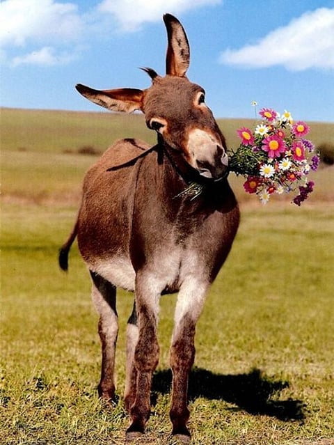 Donkey (4)