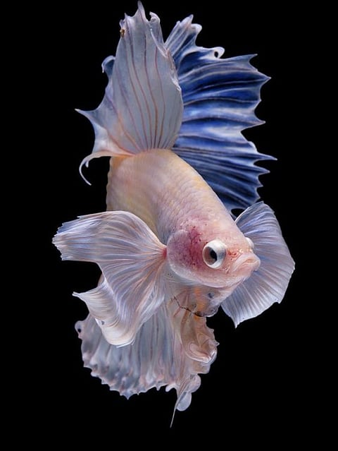 Fish (2)