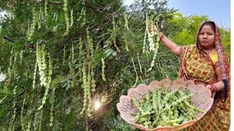 अगर दांत पड़ गए हों पीले, तो आजमाएं ये देसी और घरेलू नुस्खे, लौट आएगी मुस्कराहट