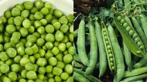 इन रोगों के मरीज़ परहेज़ करें हरी मटर खाने से, वरना नुकसान जान लें