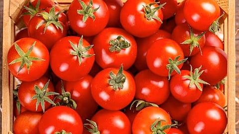 Tomato prices falls