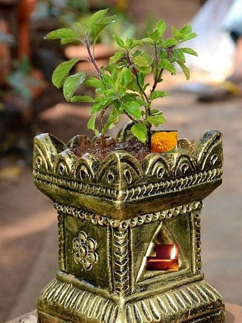 Tulsi (1)