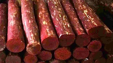 लातूर में पुलिस को मिली बड़ी सफलता, 12 लाख की चंदन की लकड़ी जब्त