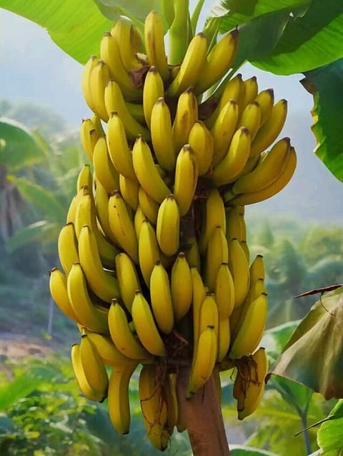 Banana (2)