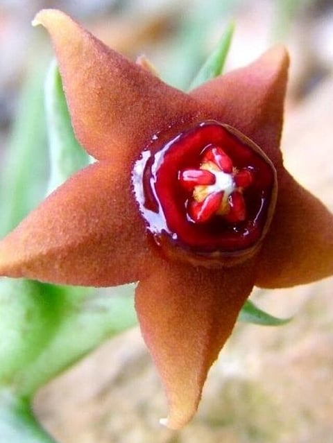 Caralluma foetida (7)