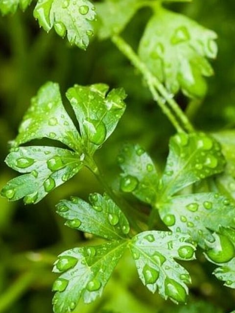 Coriander (4)