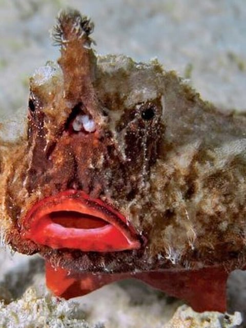 lipped batfish (7)
