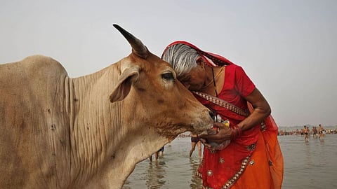 मकर संक्रांति के दिन अपने हाथों से गौ माता को खिलाएं ये चीज़ें, कट जाएंगे ग्रहदोष, सालभर रहेंगे खुशहाल