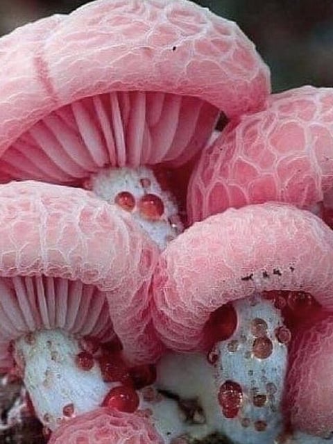 Mushroom (4)