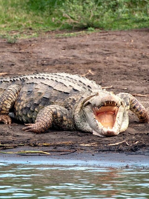 crocodile river (9)