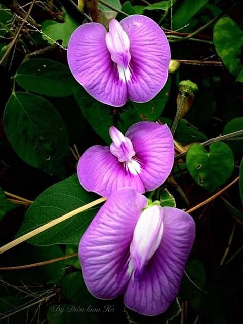 Aparajita (11)