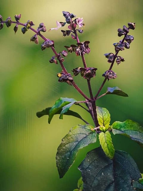 Tulsi (2)