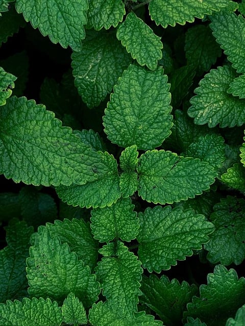 mint leaves benefits (3)