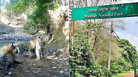 माधव राष्ट्रीय उद्यान बना देश का 58वां टाइगर रिजर्व