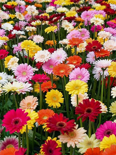 Flowers