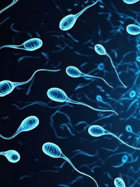 sperm count