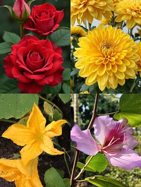 Flower Pakoda