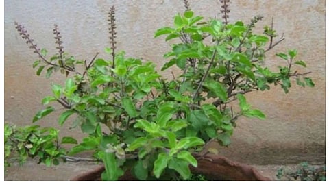 अगर तुलसी का पौधा अचानक सूख जाए, इस अशुभ संकेत का क्या हो सकता है असर, जानिए क्या करें फिर उसका