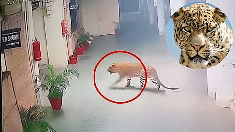 एसआरपीएफ के कार्यालय में घुसा तेंदुआ