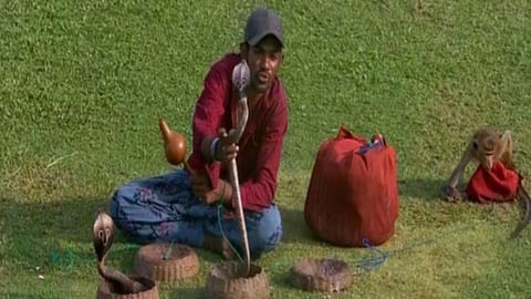 गाले टेस्ट में शख्स ने सांप-बंदर के साथ किए करतब, SL vs BAN मुकाबले में दिखा अनोखा दृश्य
