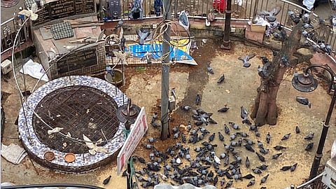 दादर कबूतर खाना (pic credit; social media)