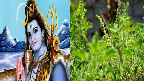 सावन में करें तुलसी से जुड़े ये अचूक उपाय, जीवन में लाएगी सुख-शांति और समृद्धि!
