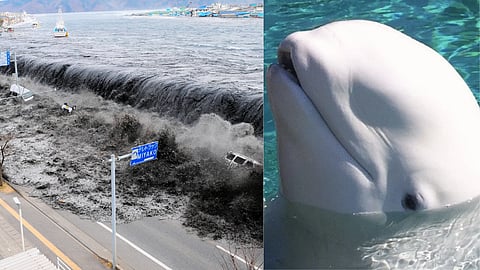 Tsunami In Japan: क्या जानवर पहले ही भांप लेते हैं सकंट का आगमन?