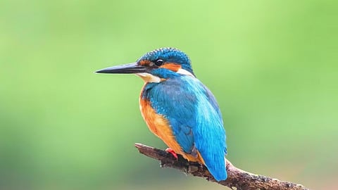 सावन में नीलकंठ पक्षी दिखने की मान्यता